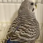 بادجي