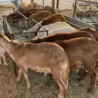 سواكن مرابي طيبه