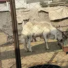 صلوا على النبي العرض خروف سديس مشروط صنف