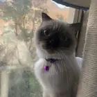 قط هملايا تشوكليت