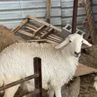 رخل حري
