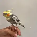 كروان كوتيل