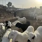 سواكني مرباه