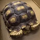 للبيع سلحفاة برية سولكاتا بحجم الكف