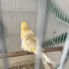 جوز كناري تحته ثلاث بيضات