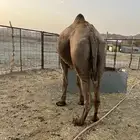 للبيع فحل مشروط