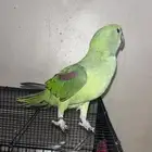دره نيبالي