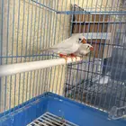 للبيع زوج زيبرا