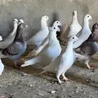حمام هجين حب رمان وهومر