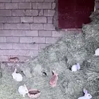 أرانب للبيع سبت العلايه البشاير خثعم شواص