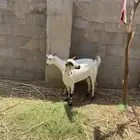 غنم بيشيات للبيع