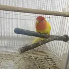 جوز روز مع فرخ