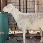 نعجه والد معه توم ارخال مشروطه من جميع شي