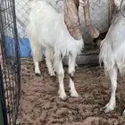 معزاء وليد للبيع