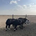 ذبايح نجد طيبات