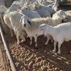 حريات عددها حوالي 30 مع الفحل معها بهم 15