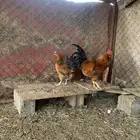 ديك ودجاجه فرنسي للبيع