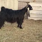 عنز عارضية فاخرة