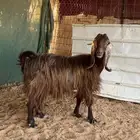 معزاء للبيع