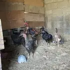 دجاج باكستاني