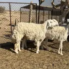 للبيع ثنوات حرش