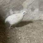 طيور سمان تاكساس ذكور العدد ثلاث