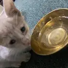 قطة للتبني مكة حي بطحاء قريش