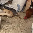 دجاج بلدي