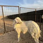 للبيع مشروع فحل حري فاخر