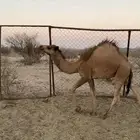 قعود مفرود كفوو فل شحم