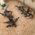 حمام زاجل سباق