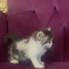 قطه انثى للبيع