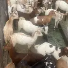 تيوس وعنقان كفو