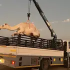 دناء هدروليك لتحميل ابل وغيرها