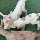 ماعز قزم تشيكي أمريكي