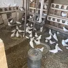 حمام لاحم فرنسي ابيض