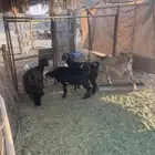 معزه دفيع