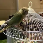 جازان صبيا