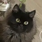 هاملايا وشيرازي