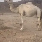 وضحا لقحه رباع