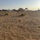 ناقه عشرا
