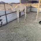 قعود الموقع الوجه