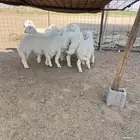 حري