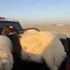 جديد   وصول هرافااا بريه فاااخره