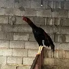 ديك شامو ياباني