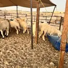 خرافه حريات