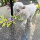 ماعز قزم للبيع