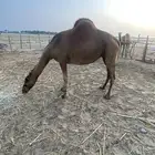 بكره