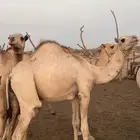 قعدان مربا 4شهور لحم على الشرط