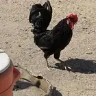 دجاج
